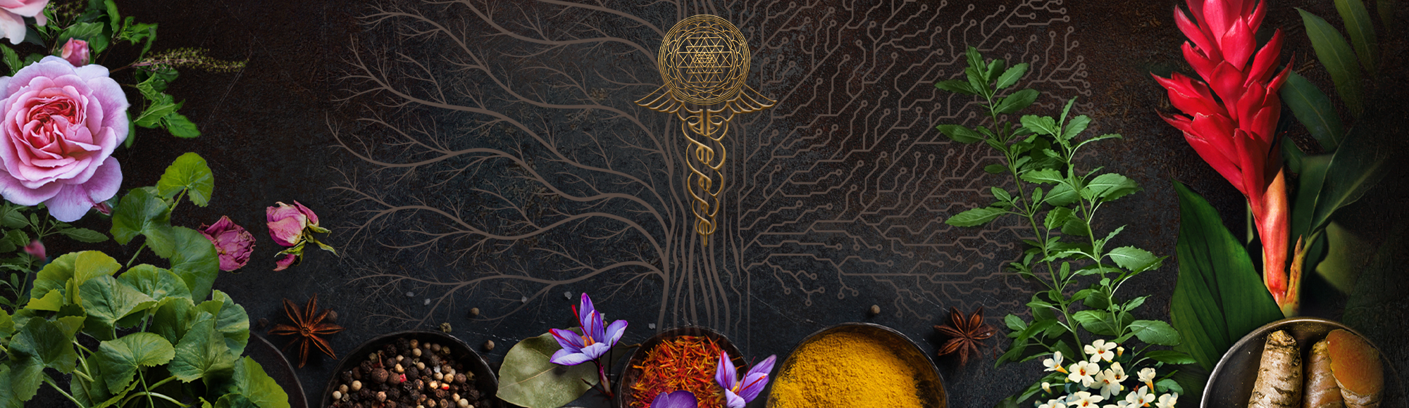The Complete Course of Ayurveda 3.0 banner background